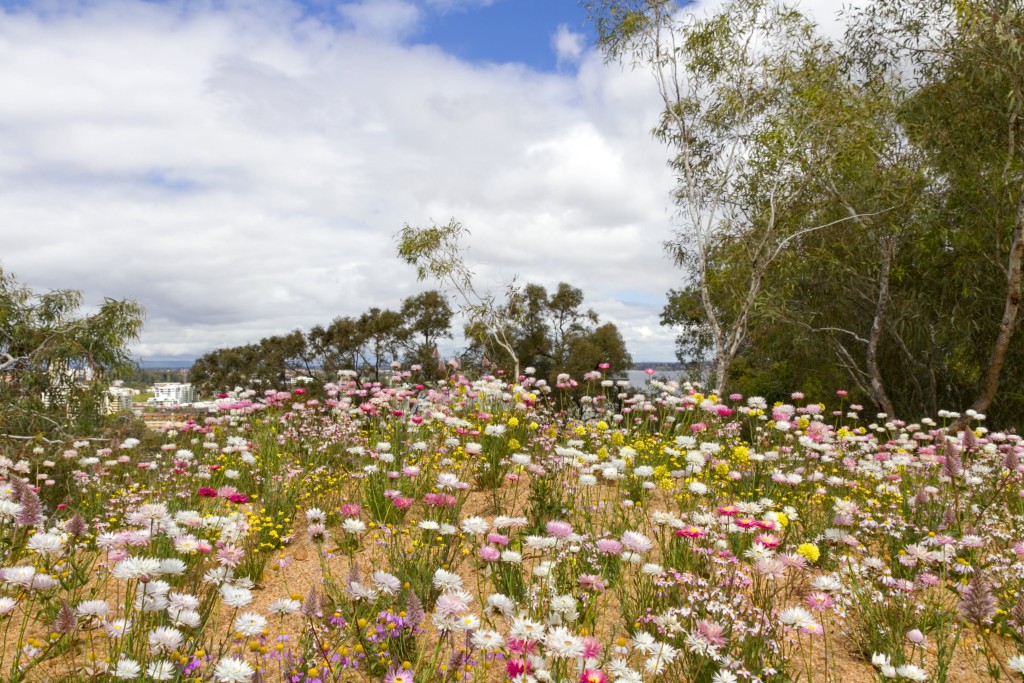 Best Time To Paint In Perth and Southwest WA